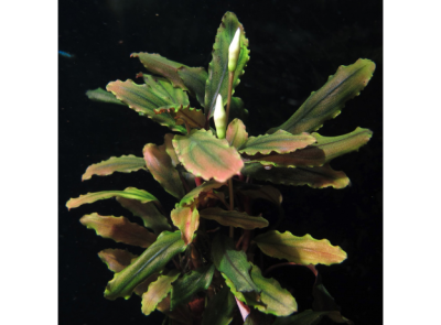 Буцефаландра Купер Лиф Мелави (Copper Leaf Melaw)